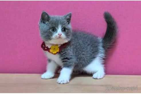 成約済の東京都のブリティッシュショートヘア-100480の6枚目